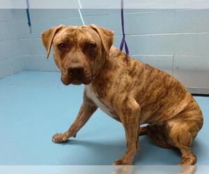 American Pit Bull Terrier-Unknown Mix Dogs for adoption in Moreno Valley, CA, USA