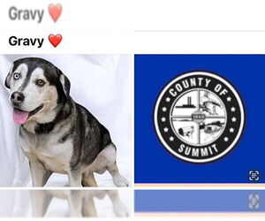 Huskies -Unknown Mix Dogs for adoption in Akron, OH, USA