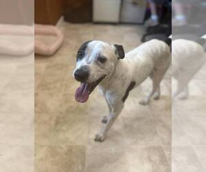 Mutt Dogs for adoption in Raleigh, NC, USA