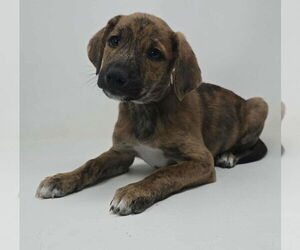 Labrador Retriever-Plott Hound Mix Dogs for adoption in Brewster, NY, USA