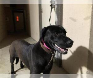 Labrador Retriever Dogs for adoption in pomona, CA, USA