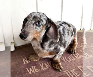Dachshund Dogs for adoption in Boonton, NJ, USA