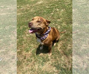 Bullypit Dogs for adoption in Gun Barrel City, TX, USA