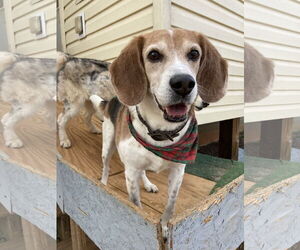 Beagle-Unknown Mix Dogs for adoption in Chatham, VA, USA