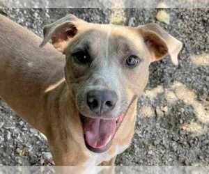 Mutt Dogs for adoption in Anniston, AL, USA