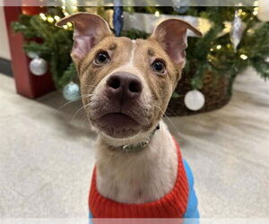 Siberian Husky-Unknown Mix Dogs for adoption in Anchorage, AK, USA