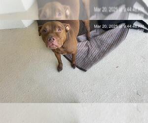 American Pit Bull Terrier Dogs for adoption in Ocala, FL, USA