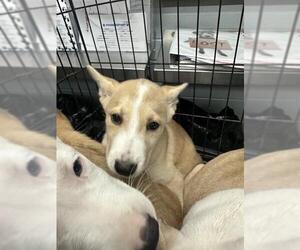 American Pit Bull Terrier-Labrador Retriever Mix Dogs for adoption in Stockton, CA, USA