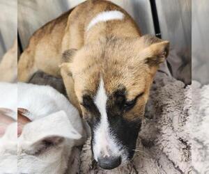 Mutt Dogs for adoption in San Antonio, TX, USA