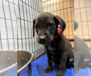American Staffordshire Terrier-Labrador Retriever Mix Dogs for adoption in Lawrenceville, NJ, USA