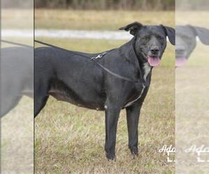 Borador Dogs for adoption in NEWPORT NH, NH, USA