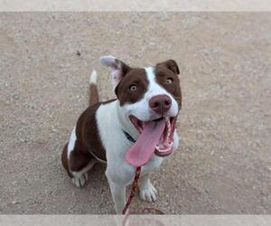 American Pit Bull Terrier-Labrador Retriever Mix Dogs for adoption in Las Vegas, NV, USA