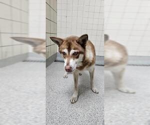Siberian Husky Dogs for adoption in Pasadena, TX, USA