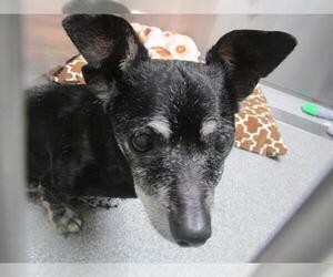 Chihuahua Dogs for adoption in Orange, CA, USA