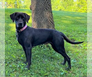 German Shorthaired Lab Dogs for adoption in Ripley, WV, USA