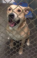 Mastiff Dogs for adoption in Clarkesville, GA, USA
