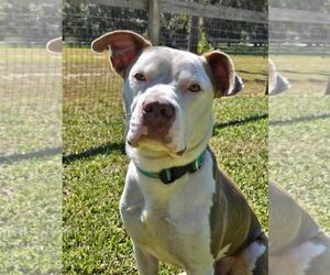 American Pit Bull Terrier Dogs for adoption in Melrose, FL, USA