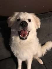 Great Pyrenees Dogs for adoption in Canton, CT, USA