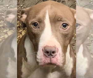 American Pit Bull Terrier-Unknown Mix Dogs for adoption in Albemarle, NC, USA