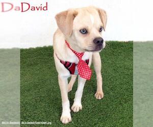 Puginese Dogs for adoption in San Diego, CA, USA