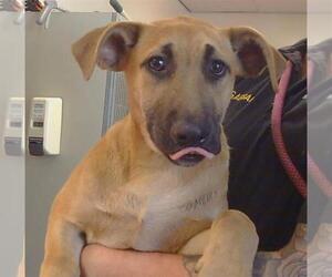 German Shepherd Dog-Unknown Mix Dogs for adoption in Sacramento, CA, USA