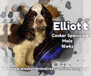 Cocker Spaniel Dogs for adoption in Anchorage, AK, USA