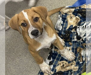 Labrador Retriever-Unknown Mix Dogs for adoption in Sterling, MA, USA
