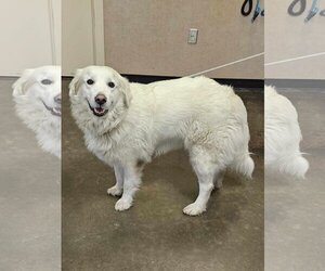 Golden Pyrenees Dogs for adoption in Rockwall, TX, USA
