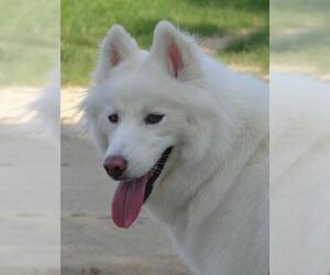 Huskimo Dogs for adoption in Raleigh, NC, USA