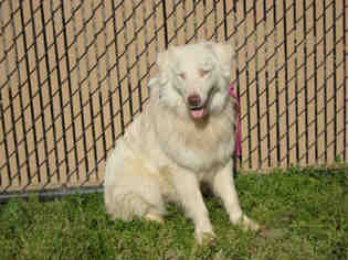 Australian Shepherd Dogs for adoption in Norco, CA, USA