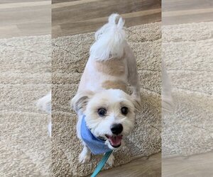 Shih Tzu Dogs for adoption in bloomington, IL, USA