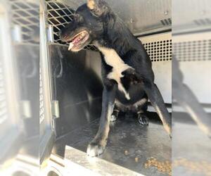 Shepradors Dogs for adoption in Sebec, ME, USA