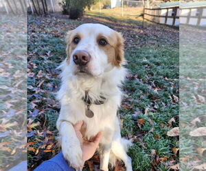 Mutt Dogs for adoption in Thomasville, NC, USA