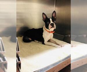 Boston Terrier Dogs for adoption in Benton, LA, USA