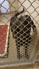 Labrador Retriever Dogs for adoption in BOSSIER CITY, LA, USA
