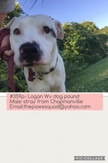American Pit Bull Terrier Dogs for adoption in Chapmanville, WV, USA