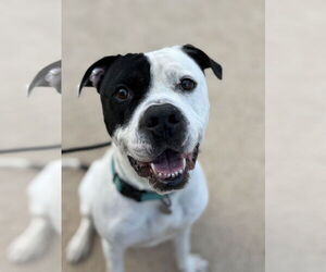 Mutt Dogs for adoption in Chandler, AZ, USA