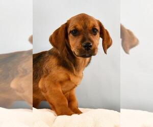 Dach-Griffon Dogs for adoption in Sheridan, CO, USA
