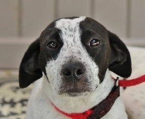 Lab-Pointer Dogs for adoption in Yardley, PA, USA