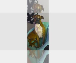 Boxer Dogs for adoption in Austin, TX, USA