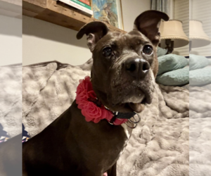 Mutt Dogs for adoption in Rockville, MD, USA