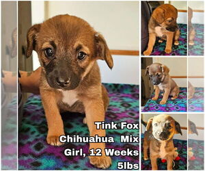 Chihuahua-Unknown Mix Dogs for adoption in Seattle, WA, USA