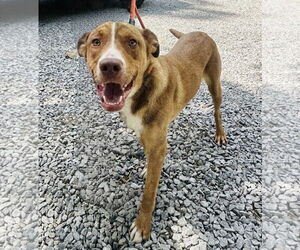 Mutt Dogs for adoption in Westwood, NJ, USA