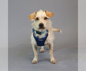 Chihuahua-Unknown Mix Dogs for adoption in Princeton, MN, USA