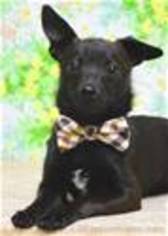 Chiranian Dogs for adoption in Pleasanton, CA, USA