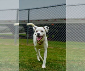Dalmatian-Unknown Mix Dogs for adoption in Martinsburg, WV, USA