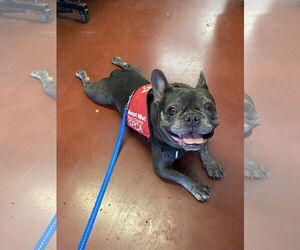 French Bulldog Dogs for adoption in Davis, CA, USA