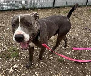 American Staffordshire Terrier-Unknown Mix Dogs for adoption in San Antonio, TX, USA