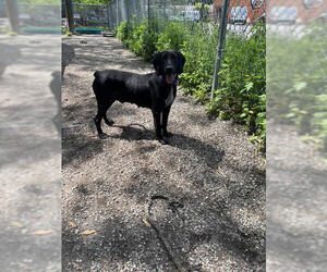 Mutt Dogs for adoption in Elmsford, NY, USA