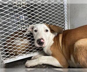 American Pit Bull Terrier-Unknown Mix Dogs for adoption in Bakersfield, CA, USA